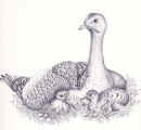 disegno9.jpg (57668 byte)