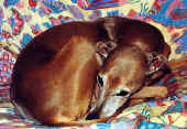 ferruccio1.jpg (47946 byte)