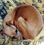 michelino1.jpg (37572 byte)